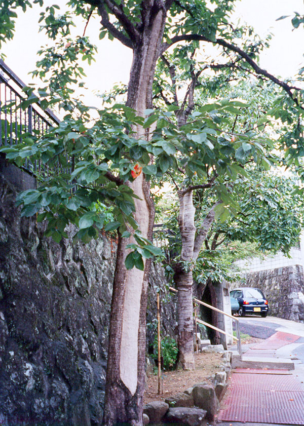 回復した柿の木（1996年）